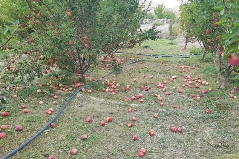 عاصفة رعدية قوية تسبب أضرارا بمحاصيل التفاح بجماعة أغبالة بمدينة بني ملال