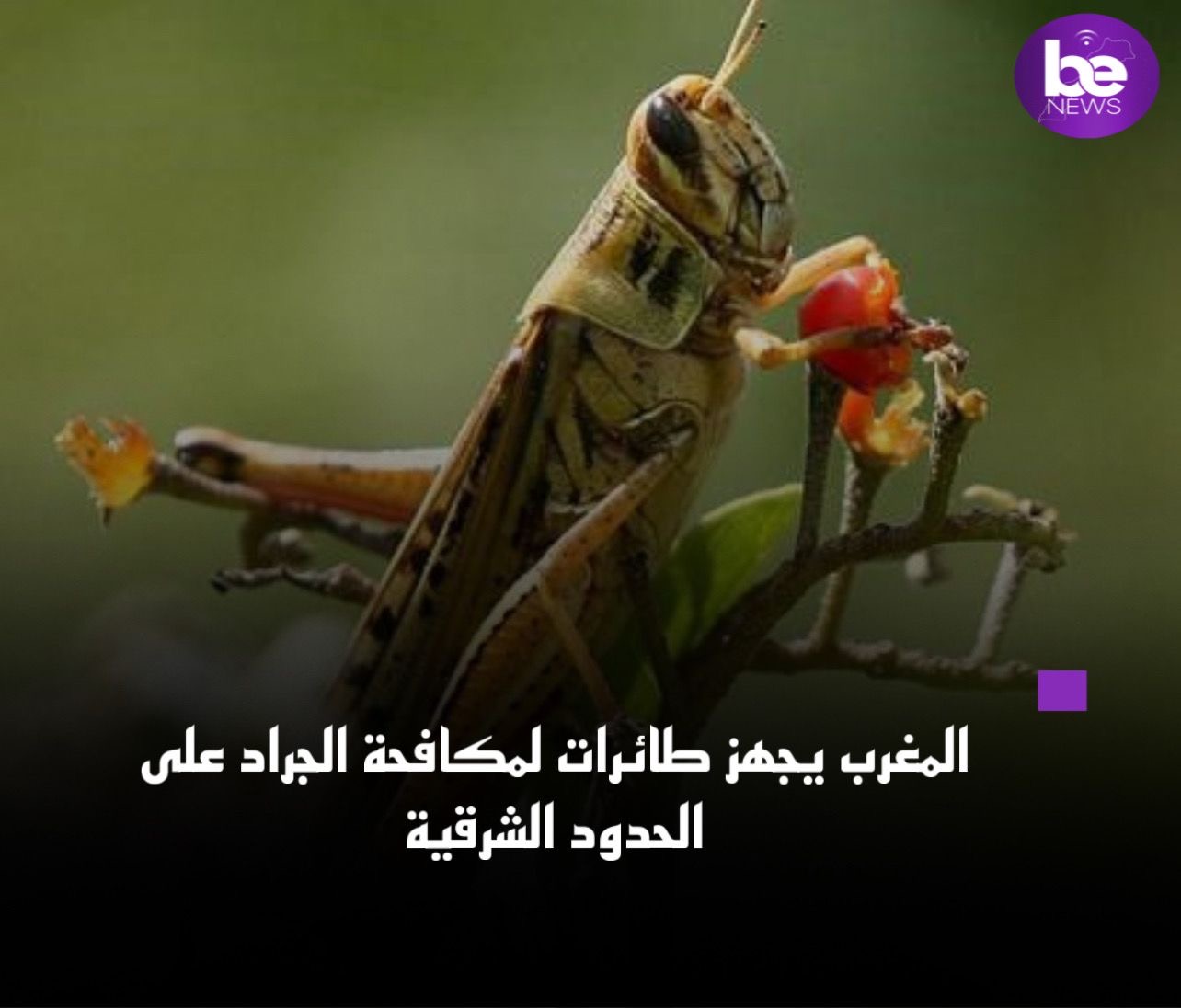 المغرب يجهز طائرات لمكافحة الجراد على الحدود الشرقية